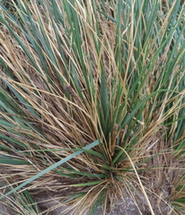 Poa flabellata