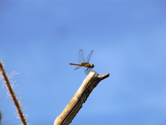 Urothemis signata