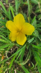 Tribulus cistoides