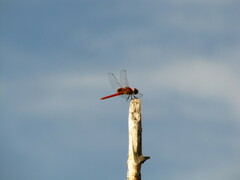 Urothemis signata