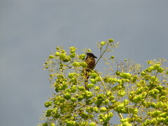 Aves