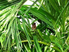 Aves