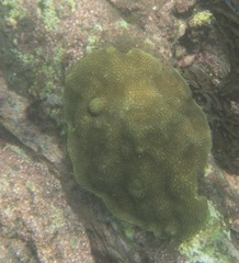 Montastraea cavernosa