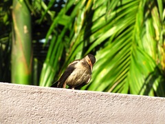 Aves