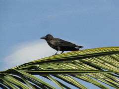 Aves