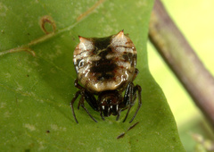 Micrathena patruelis
