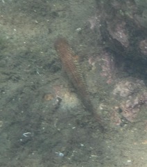 Neoniphon vexillarium