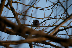 Dicrurus hottentottus