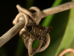Micrathena plana