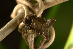 Micrathena plana