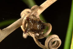 Micrathena plana