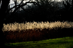 Phragmites australis