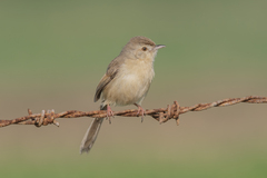Prinia inornata