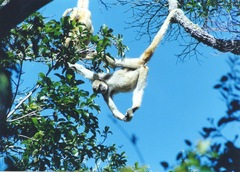 Brachyteles arachnoides