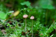 Mycena sanguinolenta
