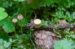 Mycena sanguinolenta