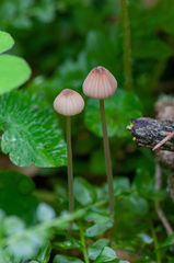 Mycena sanguinolenta