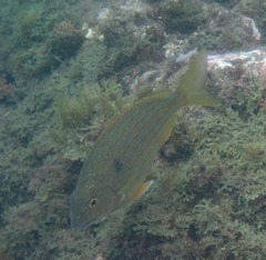 Archosargus rhomboidalis