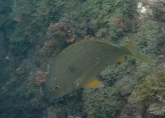 Archosargus rhomboidalis