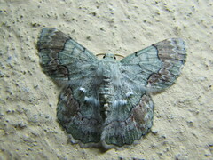 Pingasa ruginaria