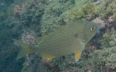 Archosargus rhomboidalis