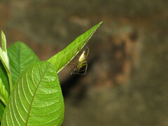 Oxyopidae