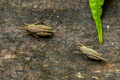 Systolederus cinereus