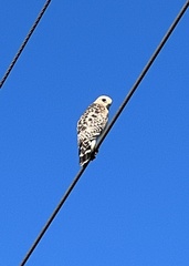 Buteo lineatus