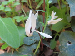 Cyclamen creticum