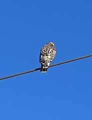 Buteo lineatus