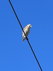 Buteo lineatus
