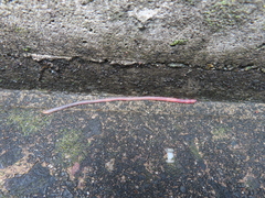 Oligochaeta