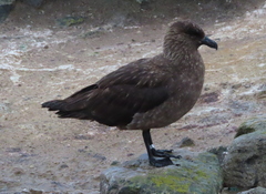 Stercorarius antarcticus