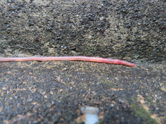Oligochaeta