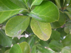 Pseudocercospora destructiva