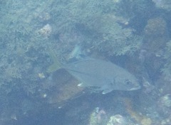 Caranx