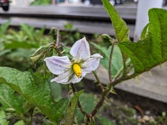 Solanum carolinense