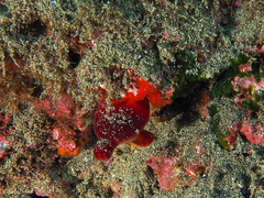 Halocynthia papillosa