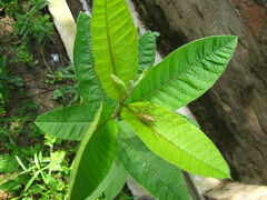 Oxyopidae