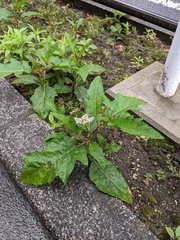 Solanum carolinense