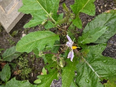 Solanum carolinense