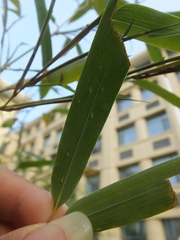 Takecallis arundinariae