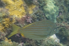 Archosargus rhomboidalis