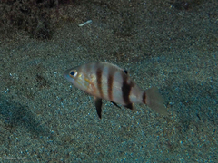 Serranus hepatus