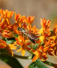 Myzinum quinquecinctum