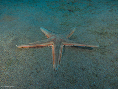 Astropecten aranciacus