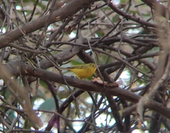 Phylloscopus whistleri