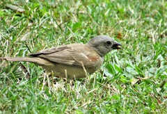 Passer diffusus stygiceps