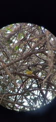 Phylloscopus whistleri