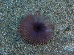 Myxicola